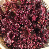 'Jinghong-1' Loose-leaf Lettuce Seeds - Early Maturing, Robust Flavor, Ideal for Salads