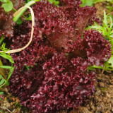 'Jinghong-1' Loose-leaf Lettuce Seeds - Early Maturing, Robust Flavor, Ideal for Salads