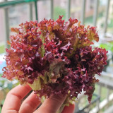 'Jinghong-1' Loose-leaf Lettuce Seeds - Early Maturing, Robust Flavor, Ideal for Salads