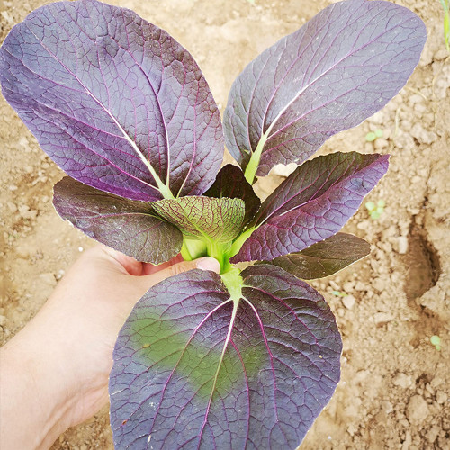 'Zitong' Purple Bok Choy Seeds - F1 Hybrid, High Anthocyanin, Late Bolting, Vigorous Growth, Disease Resistant
