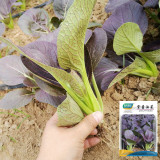 'Zitong' Purple Bok Choy Seeds - F1 Hybrid, High Anthocyanin, Late Bolting, Vigorous Growth, Disease Resistant