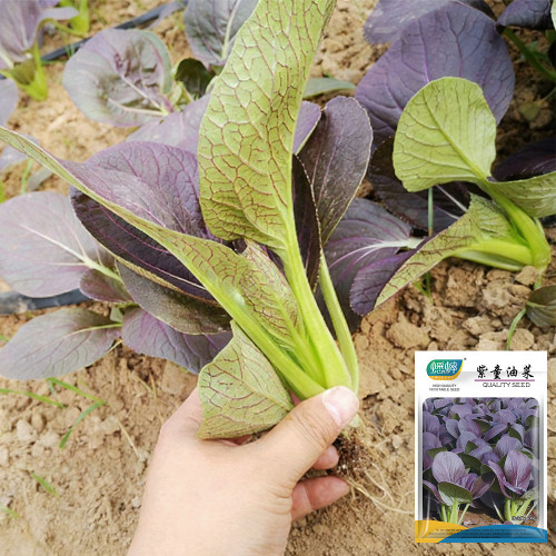 'Zitong' Purple Bok Choy Seeds - F1 Hybrid, High Anthocyanin, Late Bolting, Vigorous Growth, Disease Resistant