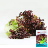 Red Leaf Romaine Lettuce Seeds - Crisp, Upright Growth, Fiber-Free, Ideal for Salads