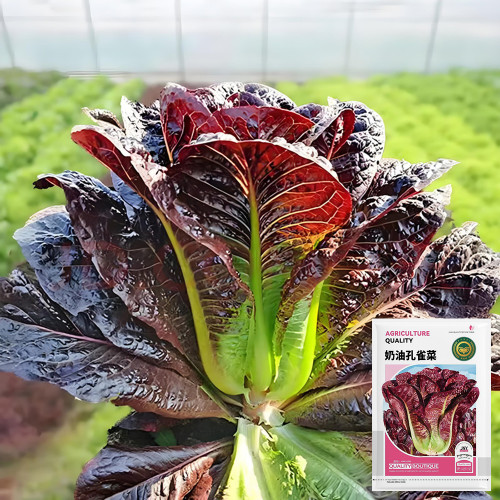'Creamy Peacock' Lettuce Seeds - Suitable for home gardens and commercial growers