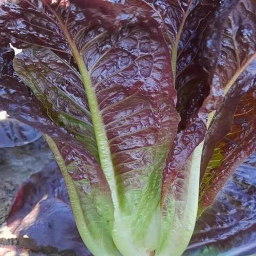 'Creamy Peacock' Lettuce Seeds - Suitable for home gardens and commercial growers