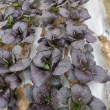 'Zitong' Purple Bok Choy Seeds - F1 Hybrid, High Anthocyanin, Late Bolting, Vigorous Growth, Disease Resistant