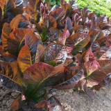 'Creamy Peacock' Lettuce Seeds - Suitable for home gardens and commercial growers