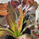 'Jing Zique' Lettuce Seeds - Easy to Grow, Ideal for Beginners