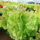 Red Leaf Romaine Lettuce Seeds - Crisp, Upright Growth, Fiber-Free, Ideal for Salads