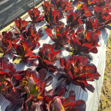 'Jing Zique' Lettuce Seeds - Easy to Grow, Ideal for Beginners