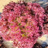 'Jinghong-1' Loose-leaf Lettuce Seeds - Easy to Manage, Ideal for Containers and Tasty Salads