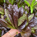 'Creamy Peacock' Lettuce Seeds - Suitable for home gardens and commercial growers