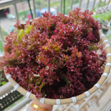 'Jinghong-1' Loose-leaf Lettuce Seeds - Easy to Manage, Ideal for Containers and Tasty Salads