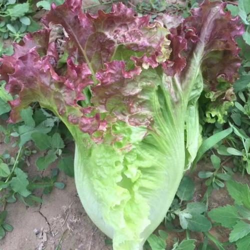 Red Leaf Romaine Lettuce Seeds - Crisp, Upright Growth, Fiber-Free, Ideal for Salads