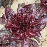 'Jing Zique' Lettuce Seeds - Easy to Grow, Ideal for Beginners