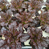 'Jing Zique' Lettuce Seeds - Easy to Grow, Ideal for Beginners