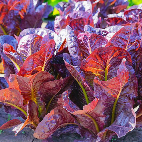 'Jing Zique' Lettuce Seeds - Easy to Grow, Ideal for Beginners