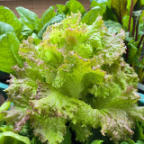 Red Leaf Romaine Lettuce Seeds - Crisp, Upright Growth, Fiber-Free, Ideal for Salads