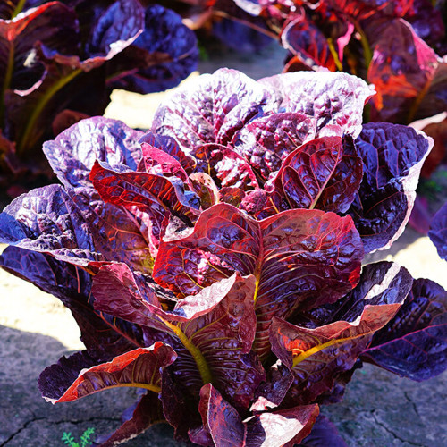 'Jing Zique' Lettuce Seeds - Ornamental, Heat Tolerant, for Small Spaces