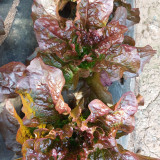 'Jing Zique' Lettuce Seeds - Easy to Grow, Ideal for Beginners