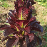 'Creamy Peacock' Lettuce Seeds - Suitable for home gardens and commercial growers