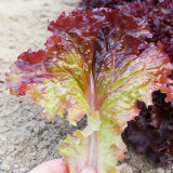 Red Leaf Romaine Lettuce Seeds - Crisp, Upright Growth, Fiber-Free, Ideal for Salads