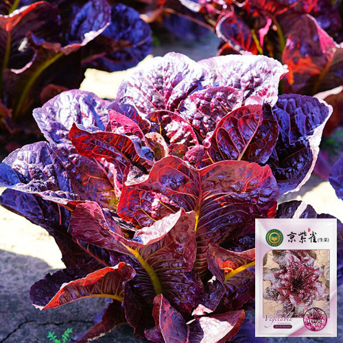 'Jing Zique' Lettuce Seeds - Easy to Grow, Ideal for Beginners