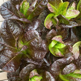 'Creamy Peacock' Lettuce Seeds - Suitable for home gardens and commercial growers