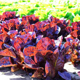 'Jing Zique' Lettuce Seeds - Ornamental, Heat Tolerant, for Small Spaces