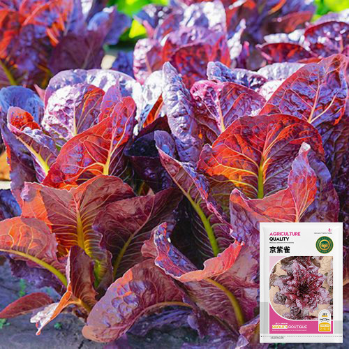 'Jing Zique' Lettuce Seeds - Ornamental, Heat Tolerant, for Small Spaces