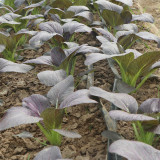 'Zitong' Purple Bok Choy Seeds - F1 Hybrid, High Anthocyanin, Late Bolting, Vigorous Growth, Disease Resistant