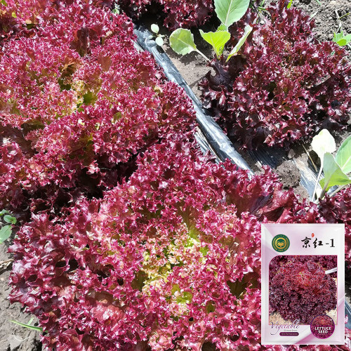 'Jinghong-1' Loose-leaf Lettuce Seeds - Easy to Manage, Ideal for Containers and Tasty Salads