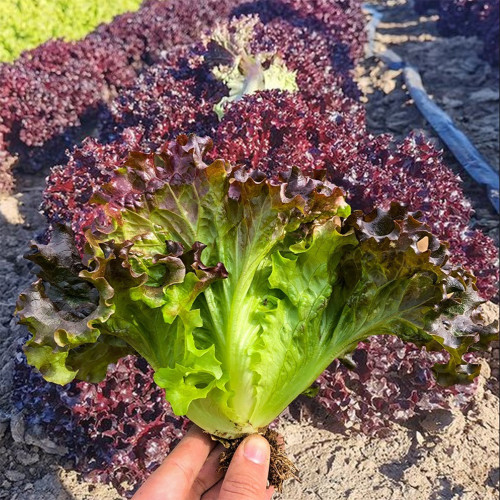 Red Loose-leaf Lettuce Seeds - Crisp, Tender & High in Dietary Fiber for Fresh Salads