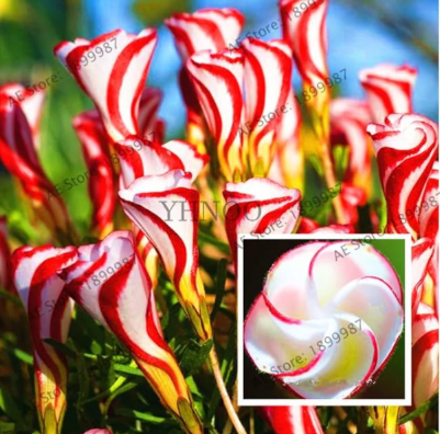 Oxalis versicolor Flowers Seeds for Home Garden Planting