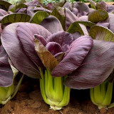 'Ziguifei' Purple Bok Choy Seeds - Early-Maturing, F1 Hybrid, Heat Tolerant, Nutritious & Superior Flavor