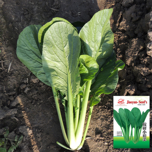 'Jiaoyan' Small Pak Choi Seeds - F1 Hybrid, Disease Resistant, Great Taste & Nutrient Rich