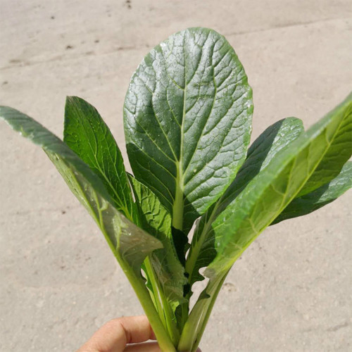 'Jiaoyan' Small Pak Choi Seeds - F1 Hybrid, Disease Resistant, Great Taste & Nutrient Rich