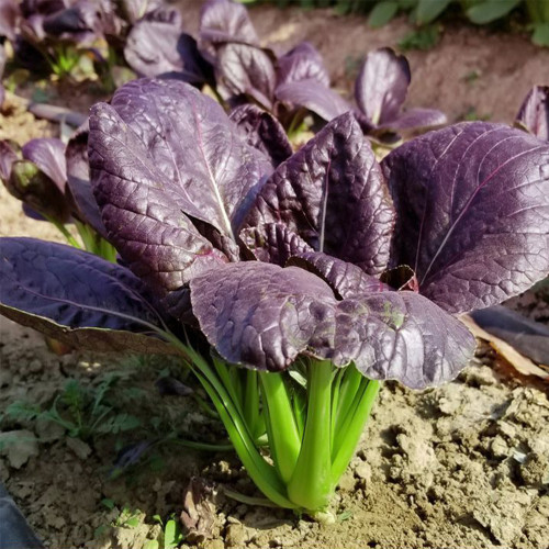 'Ziguifei' Purple Bok Choy Seeds - Early-Maturing, F1 Hybrid, Heat Tolerant, Nutritious & Superior Flavor