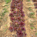 'Amethyst Cream' Lettuce Seeds - Nutrient-Rich with a Sweet, Delicious Flavor