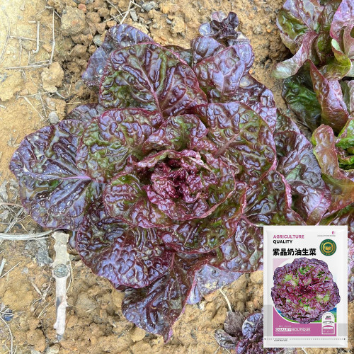 'Amethyst Cream' Lettuce Seeds - Nutrient-Rich with a Sweet, Delicious Flavor