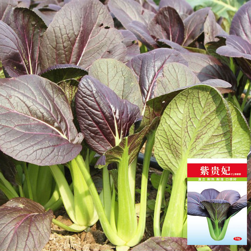 'Ziguifei' Purple Bok Choy Seeds - Early-Maturing, F1 Hybrid, Heat Tolerant, Nutritious & Superior Flavor