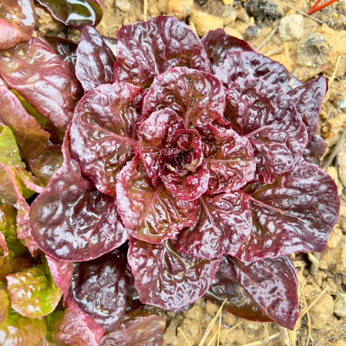 'Amethyst Cream' Lettuce Seeds - Nutrient-Rich with a Sweet, Delicious Flavor