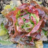 'Amethyst Cream' Lettuce Seeds - Nutrient-Rich with a Sweet, Delicious Flavor