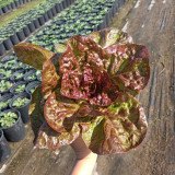 'Amethyst Cream' Lettuce Seeds - Nutrient-Rich with a Sweet, Delicious Flavor
