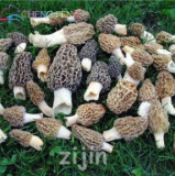 Mushroom Seeds Green Vegetables (Color: qg)
