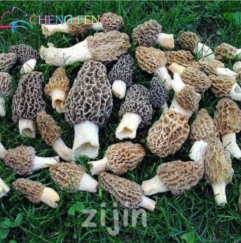 Mushroom Seeds Green Vegetables (Color: qg)