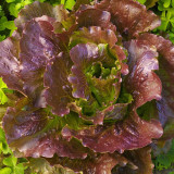 'Amethyst Cream' Lettuce Seeds - Nutrient-Rich with a Sweet, Delicious Flavor