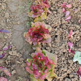 'Amethyst Cream' Lettuce Seeds - Nutrient-Rich with a Sweet, Delicious Flavor