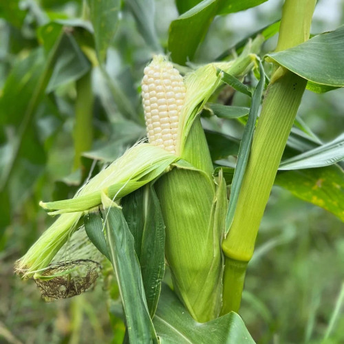 Milk Fruit Sweet Corn Seeds - Juicy and Sweet, Refreshing Taste, High Sugar Content