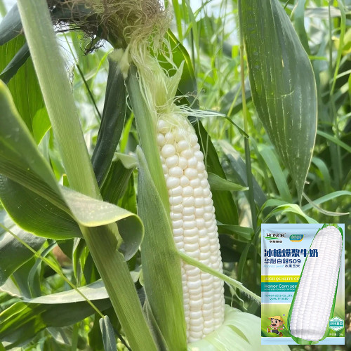 Milk Fruit Sweet Corn Seeds - Juicy and Sweet, Refreshing Taste, High Sugar Content